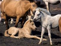 Weißes und hellbraunes Fohlen im Kreis der Herde